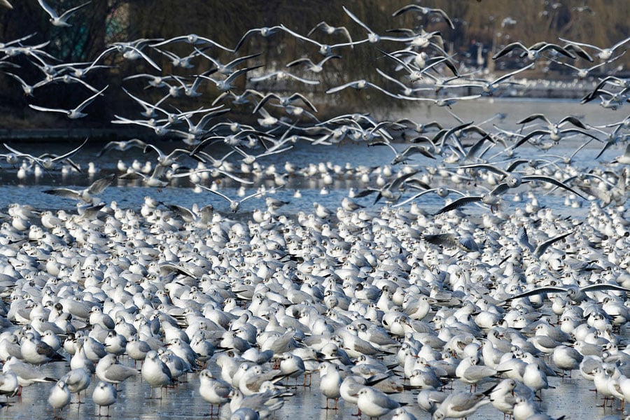 2023 picture gulls in lake Bucharest
