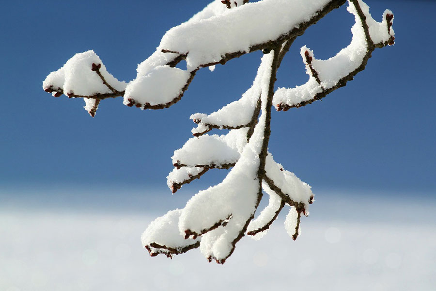 Snow covered branches of a pine tree