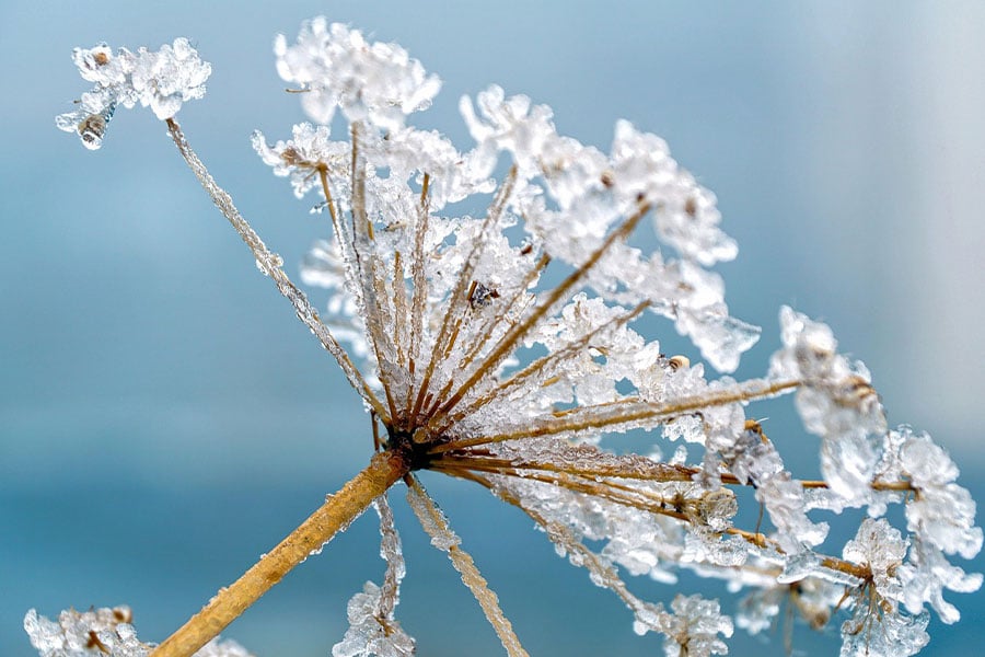 American cow parsnip covered in ice
