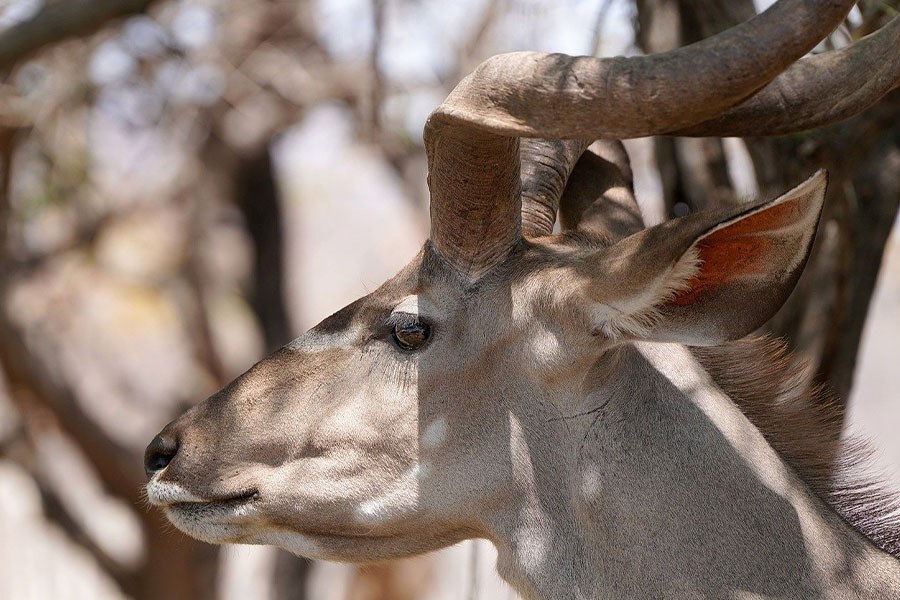 Kudu upright horn