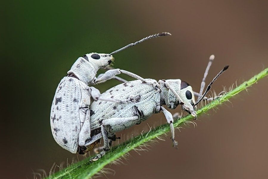 Two weevils mating