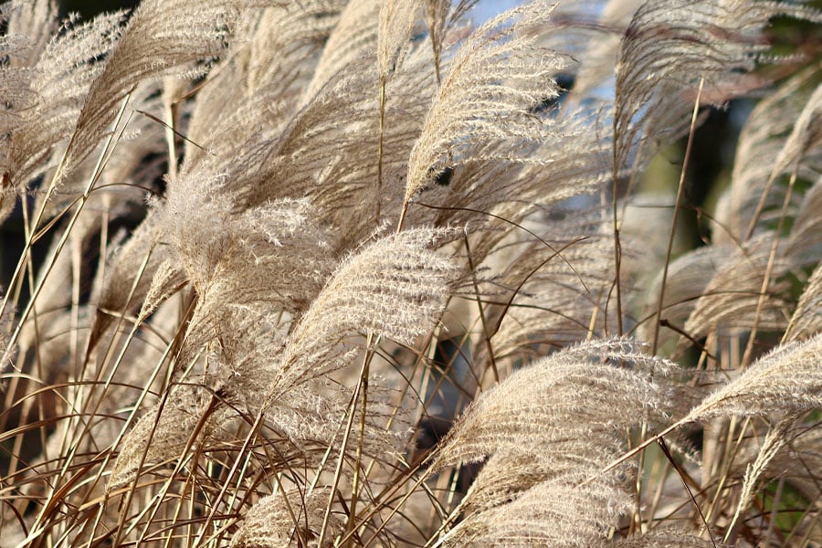 Reed China grass