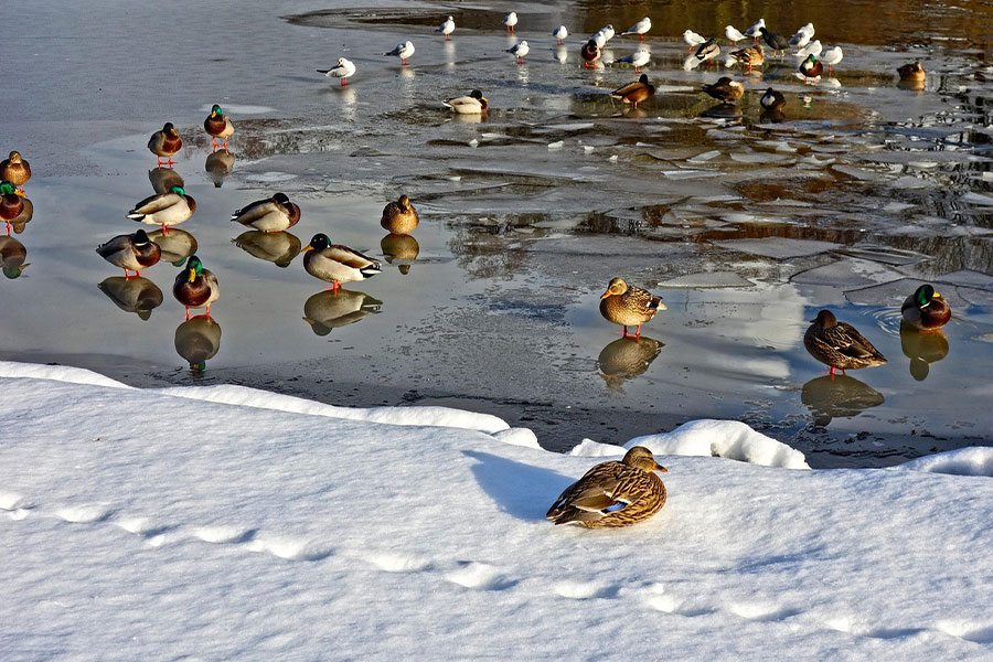 Wild ducks and pegions of a frozen lake pond