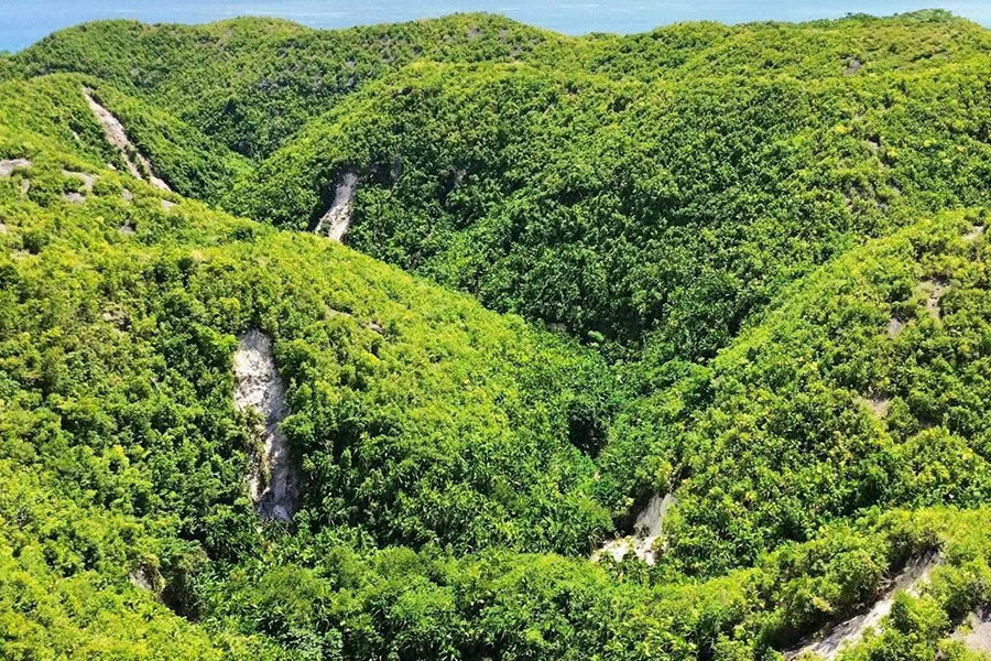 Paesaggio di fitta vegetazione