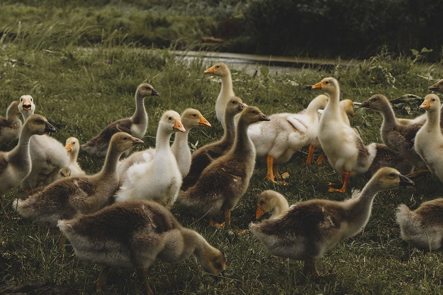 Group of young domisticated geese