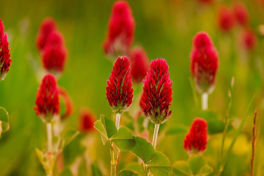 Clover rose trifolium incarnatum