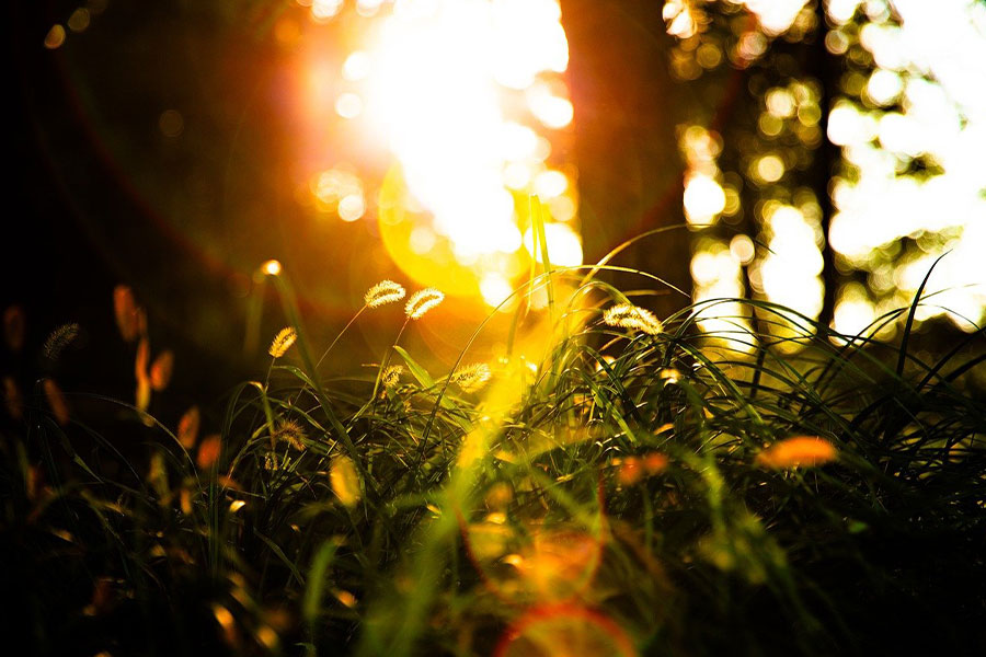 Setaria foxtail grass close up bright sunlight