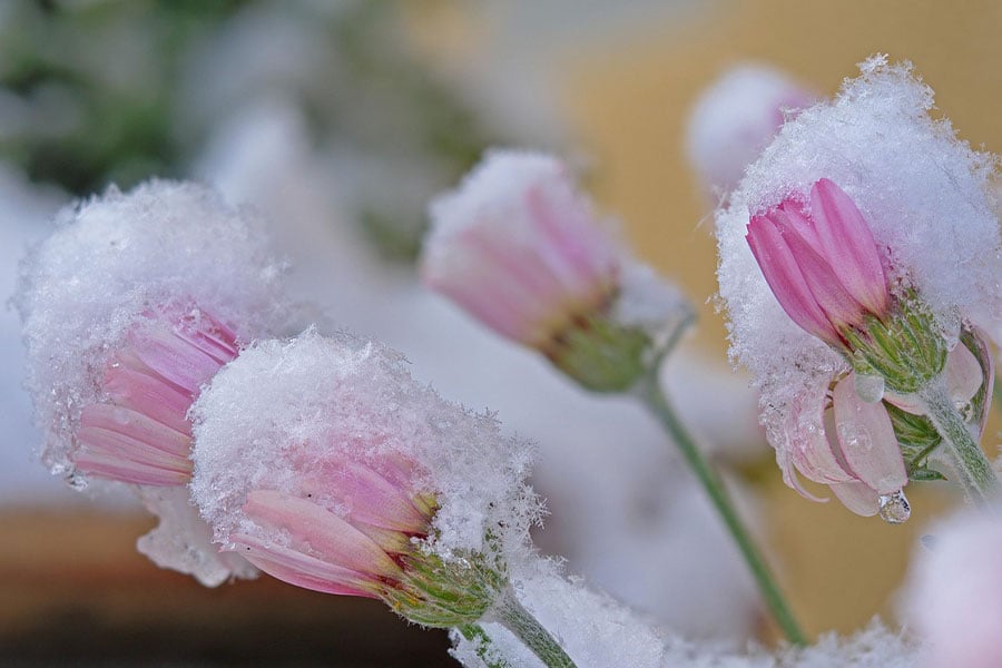 Daisies covered with snow