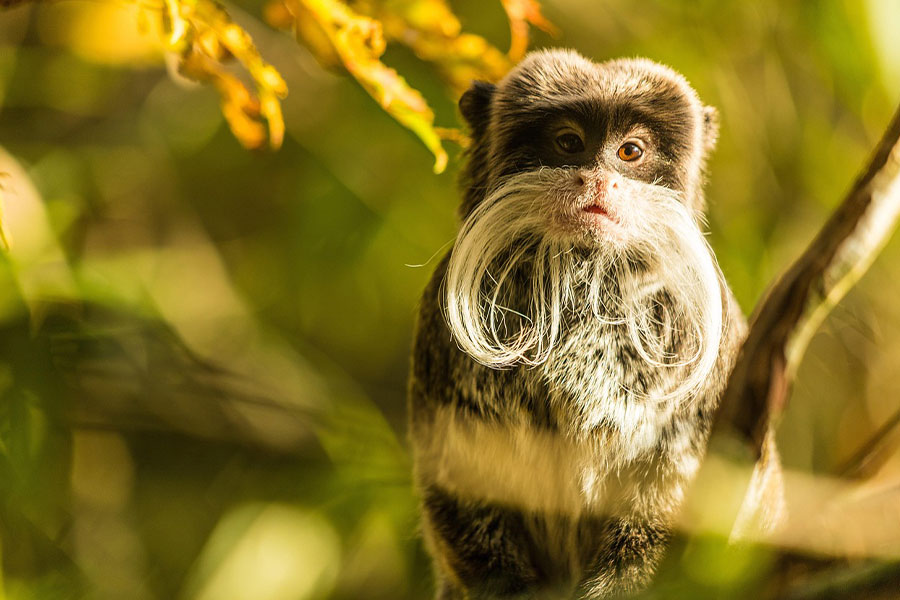 Emperor tamarin a dwarf monkey