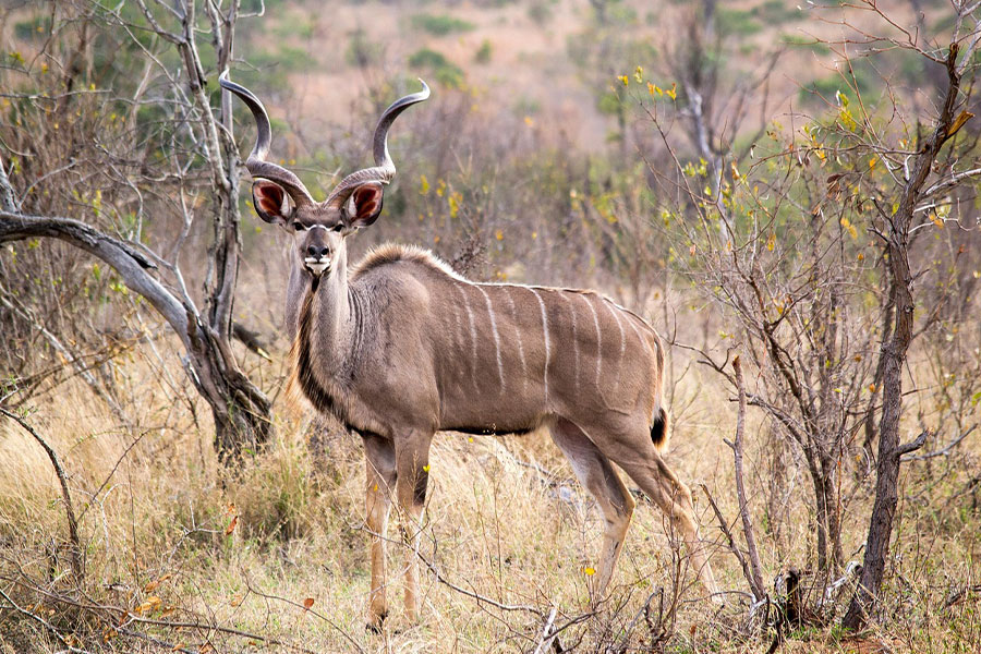 Buck kudu animal