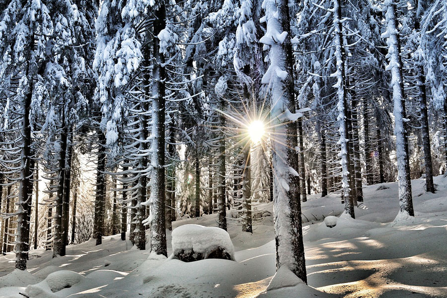 Snowy forest landscape Austria