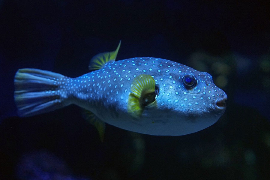White spotted pufferfish