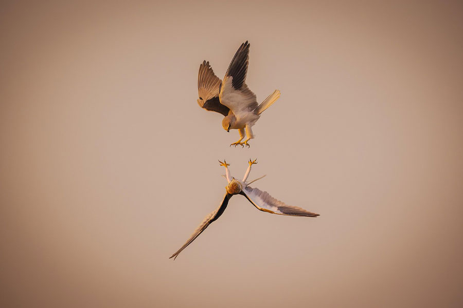 Two red kites in flight