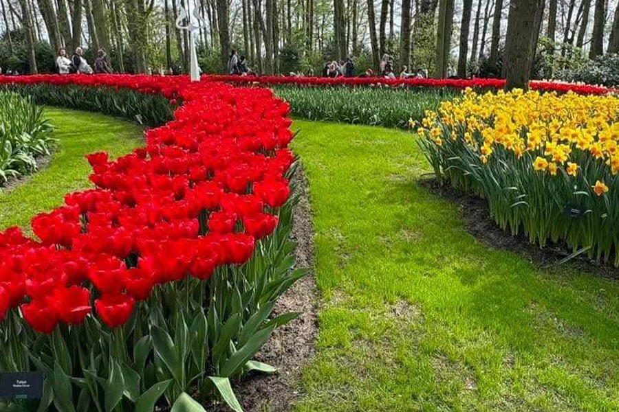 Red tulips rows daffodils row