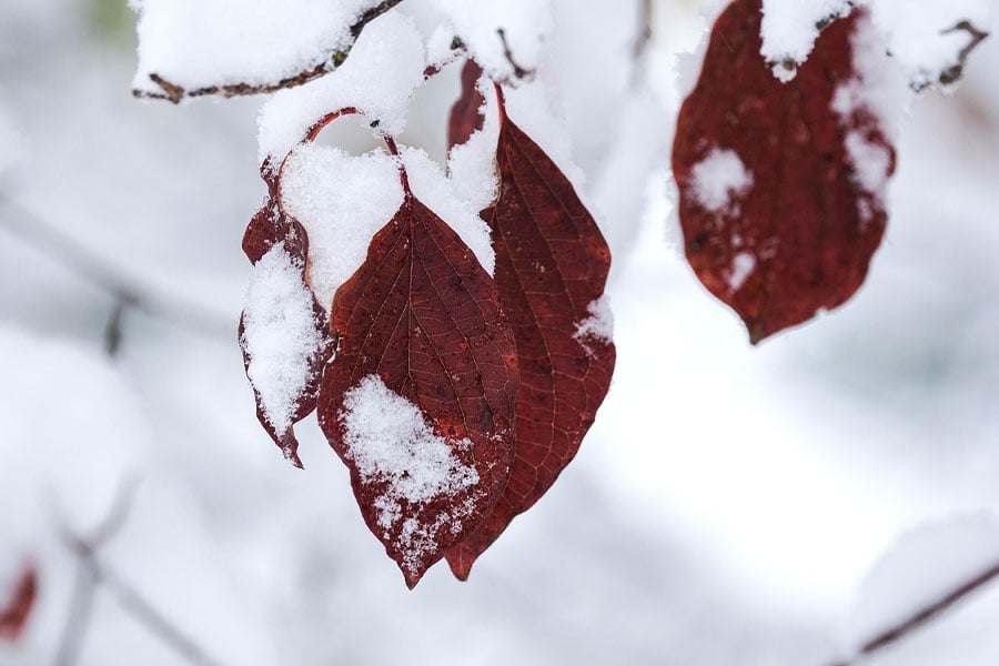 Red leaves covered with snow