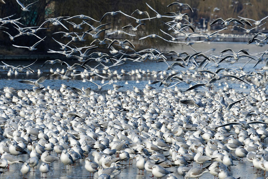 2023 picture gulls in lake Bucharest
