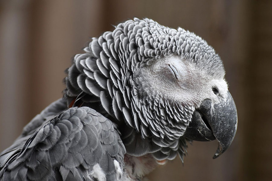 African grey parrot