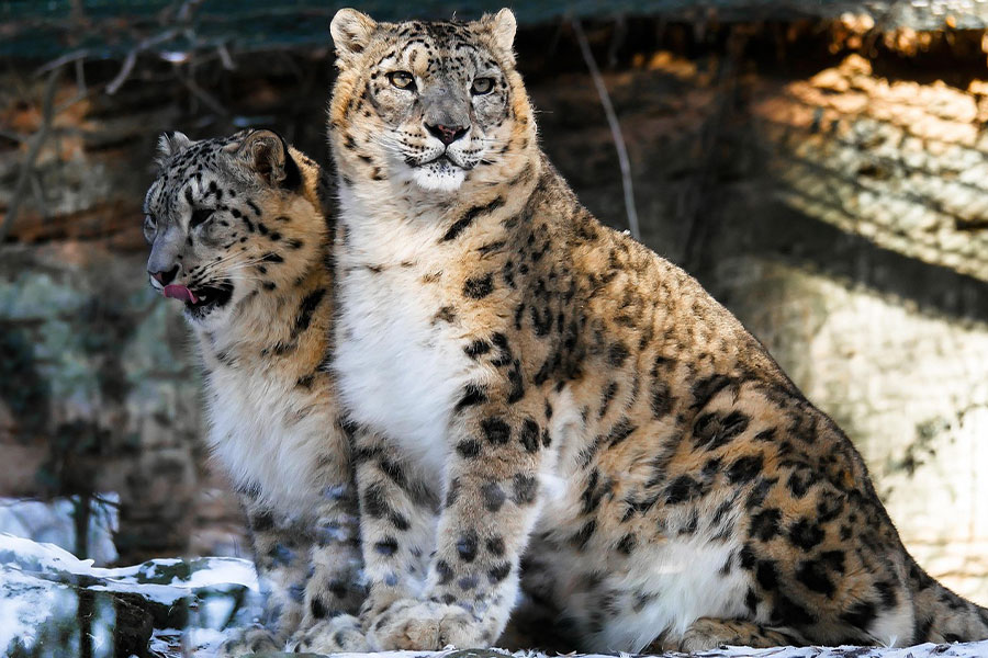 Dos leopardos de las nieves