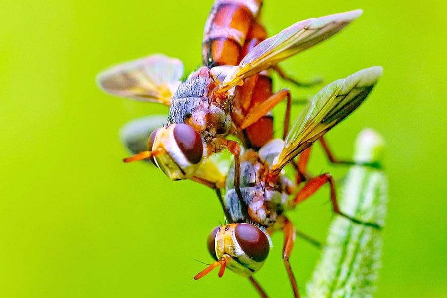 Twee vliegende paar insecten