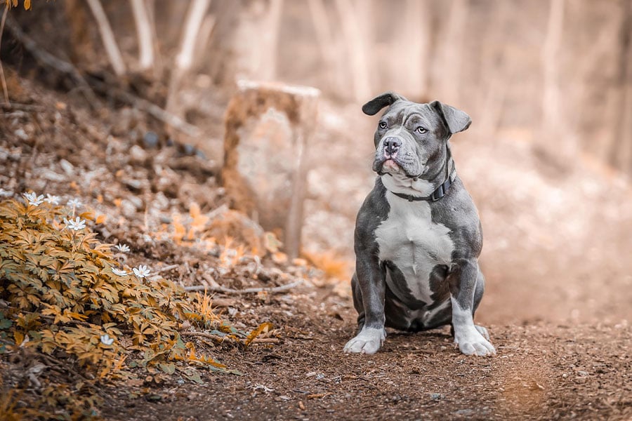 Perro mascota Staffordshire bull terrier
