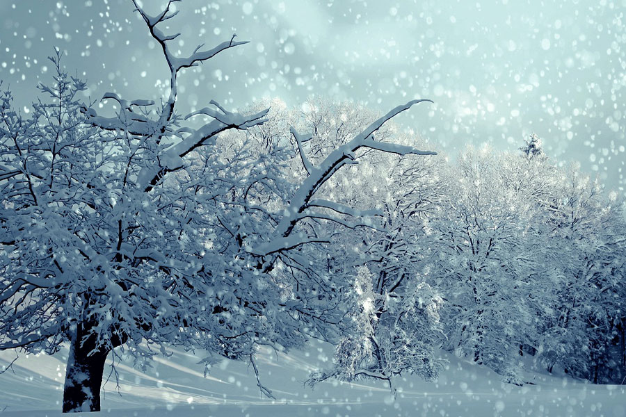 Snowy winter landscape during snowfall