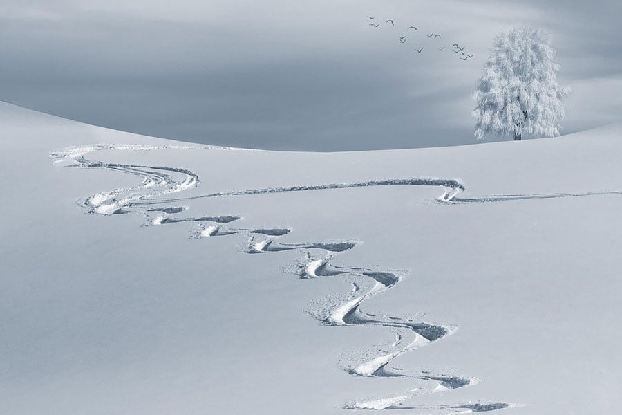 Tracks in the snow provide clues