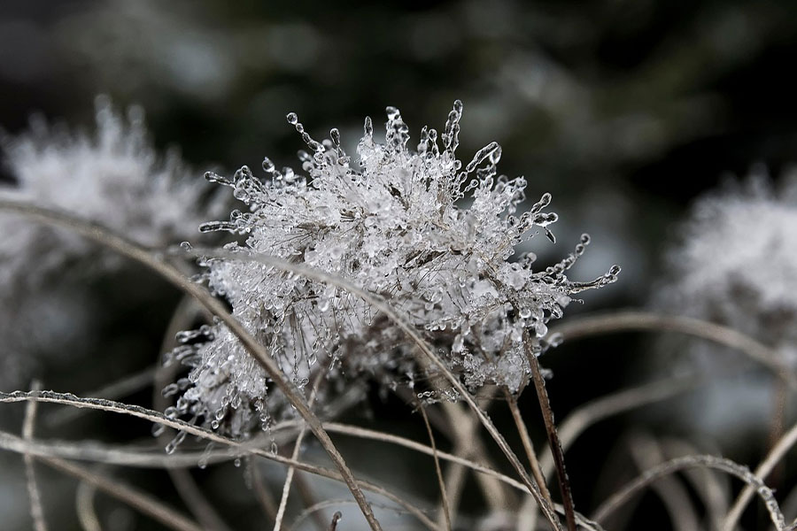 Close up of plant material covered with ice deposits
