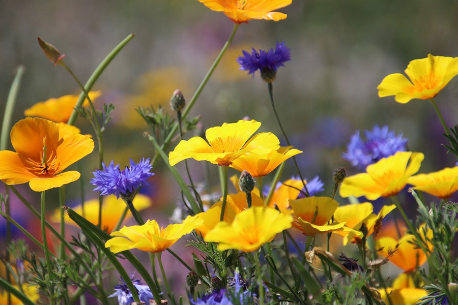 Purple and yellow so beautiful