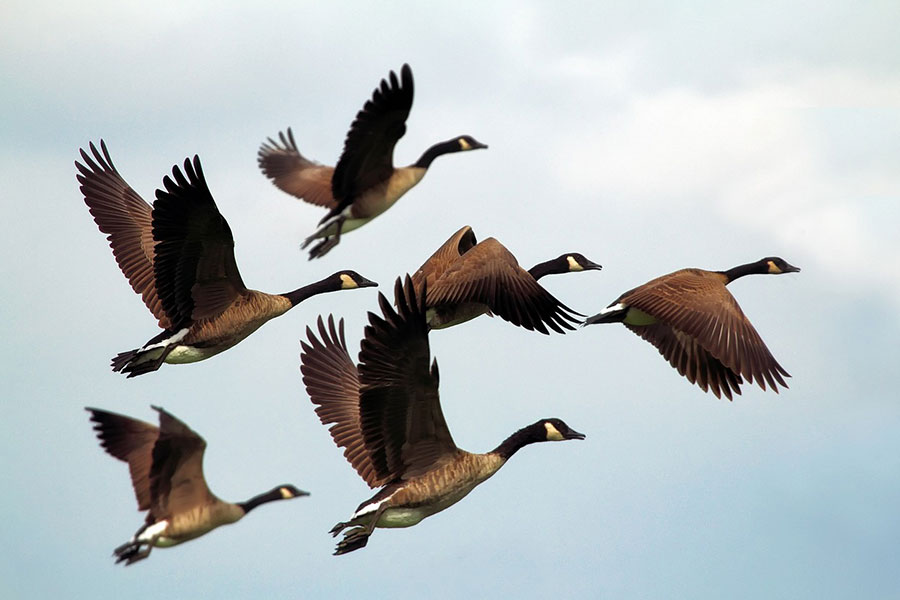 Group of flying Canada geese