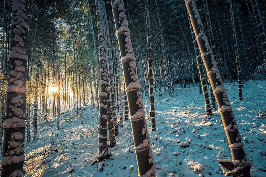 Moso-Bambus, Japan, Winterzeit