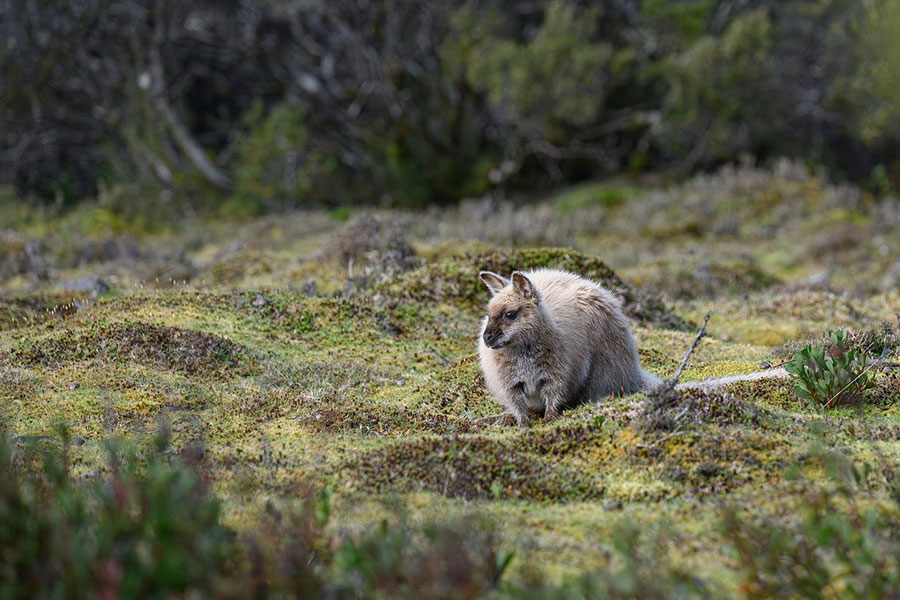 Bennetts wallby roodhals