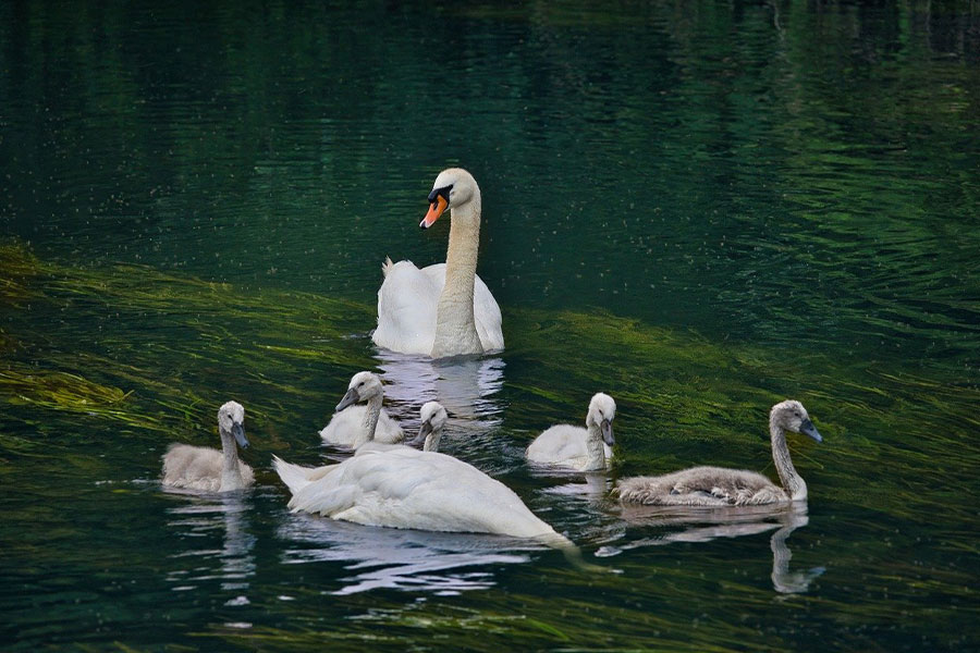Cygne muet et sa famille