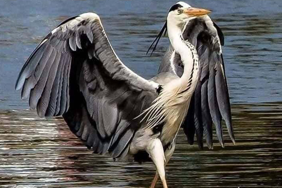 Monsieur héron cendré, oiseau échassier aux longues pattes