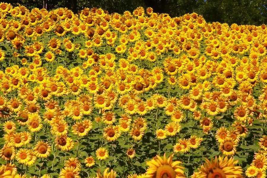 Girasoles de Abruzzo