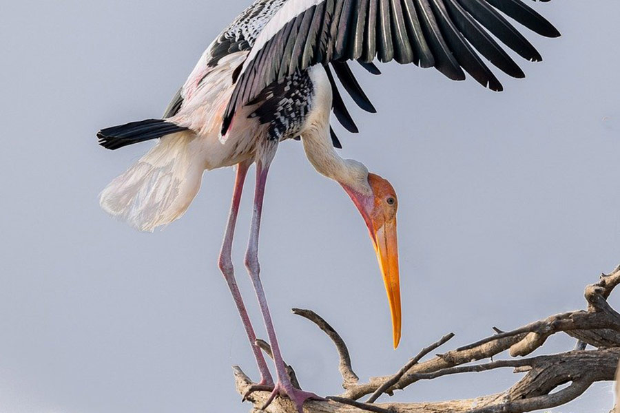 Gemalter Storchvogel