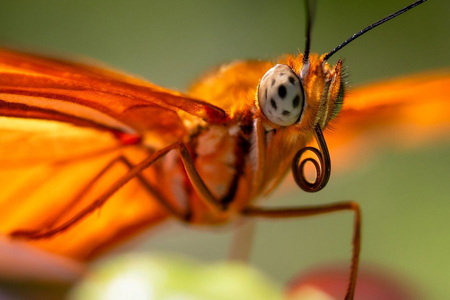 Oranje vlinder bestuiver