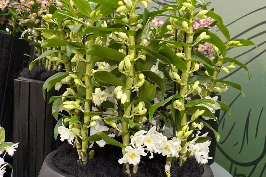 Edle Dendrobien, Zierpflanzen der Orchideen