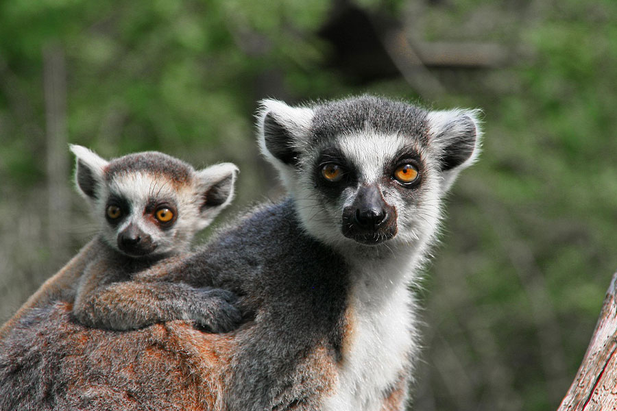 Matka lemur z młodym
