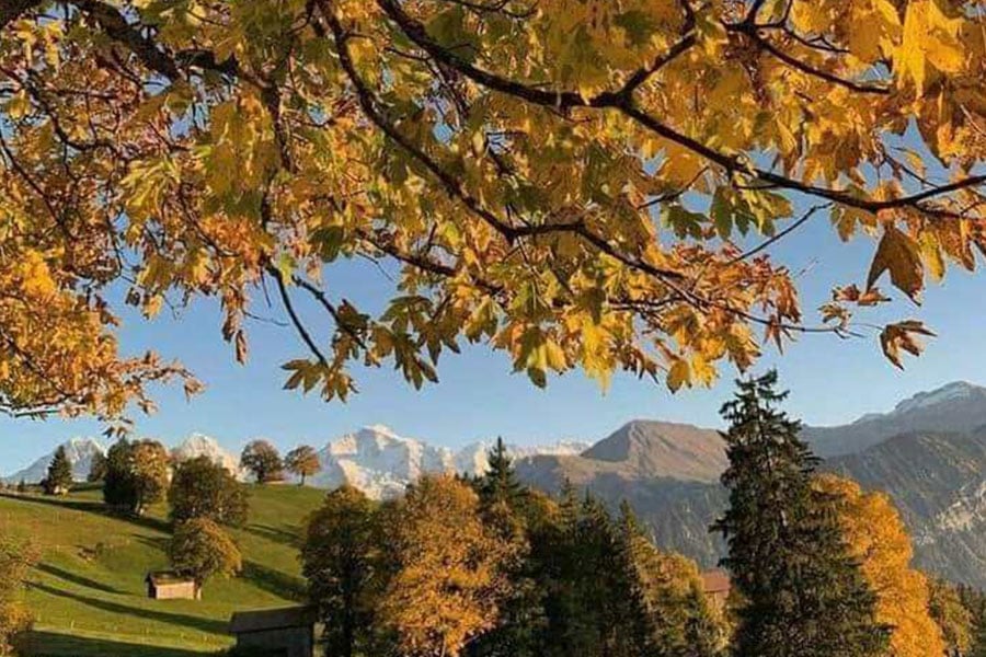 Gelbe Blätter von einem Baum dominieren den Vordergrund warmen Herbst