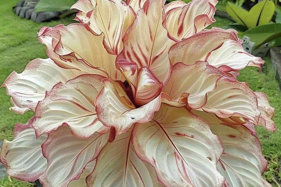 Pianta di calathea frassino rosso