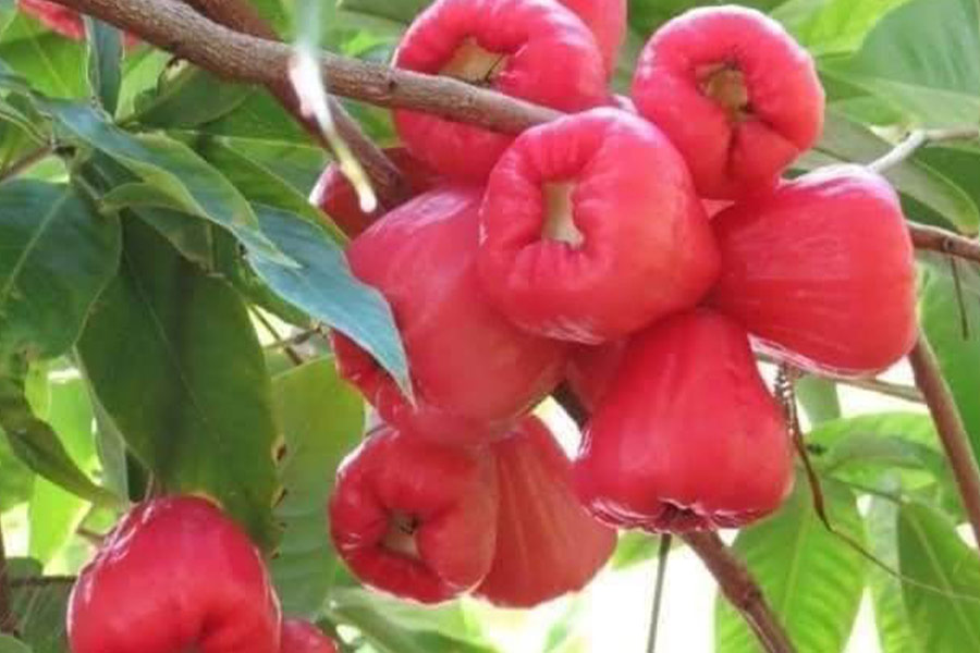 Pyszne i egzotyczne jabłko wodne