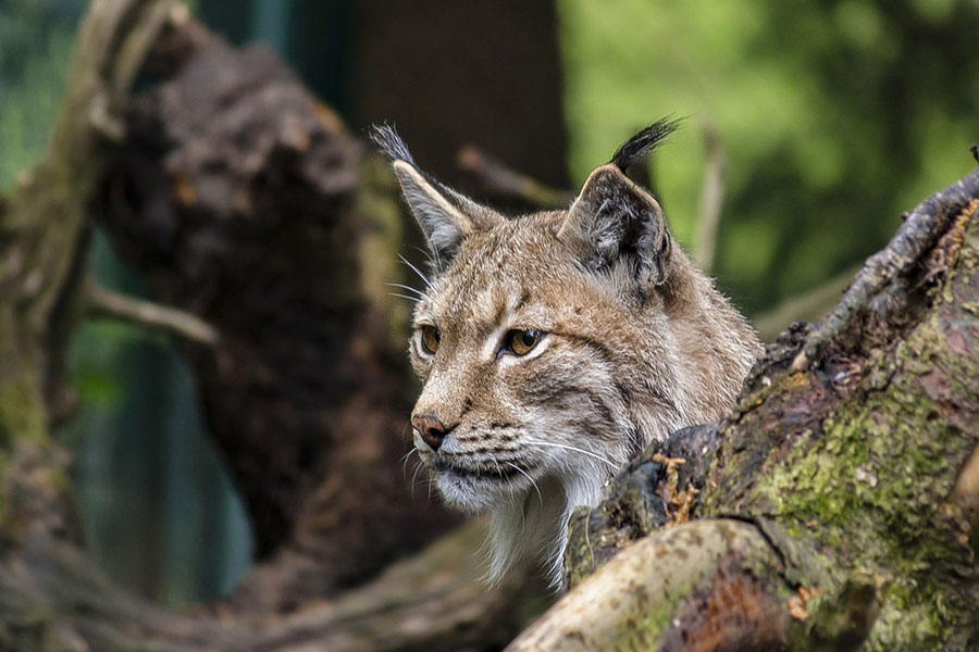 Lynxkat tussen boomstammen