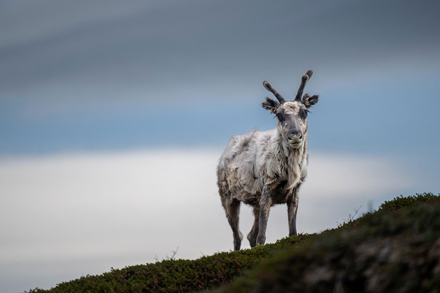 Rendier hert wild dier