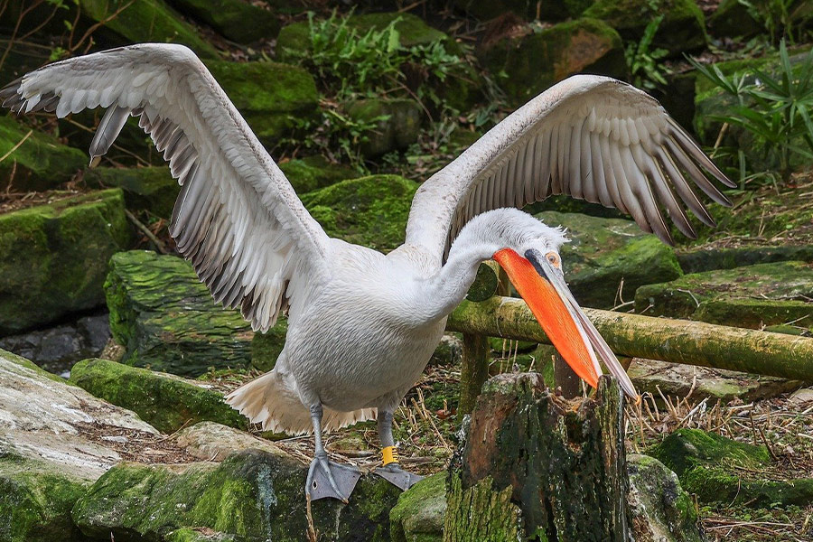 Pelikanvogel mit offenen Flügeln