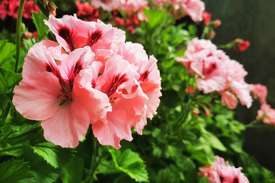 Pelargonium comunemente chiamato geranio