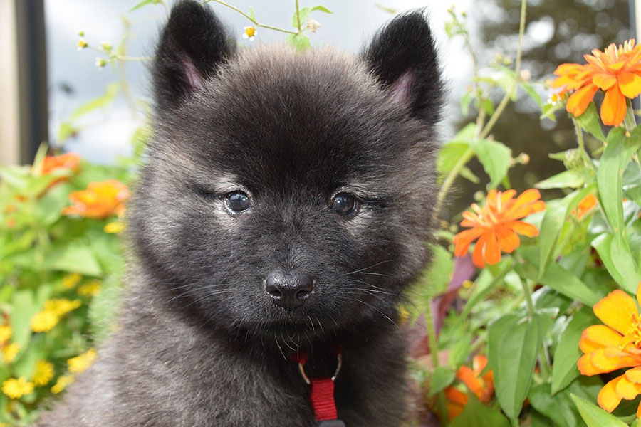 Eurasier jonge puppyhond