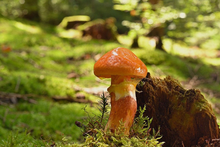 Gele ringboleetpaddestoel in de natuur