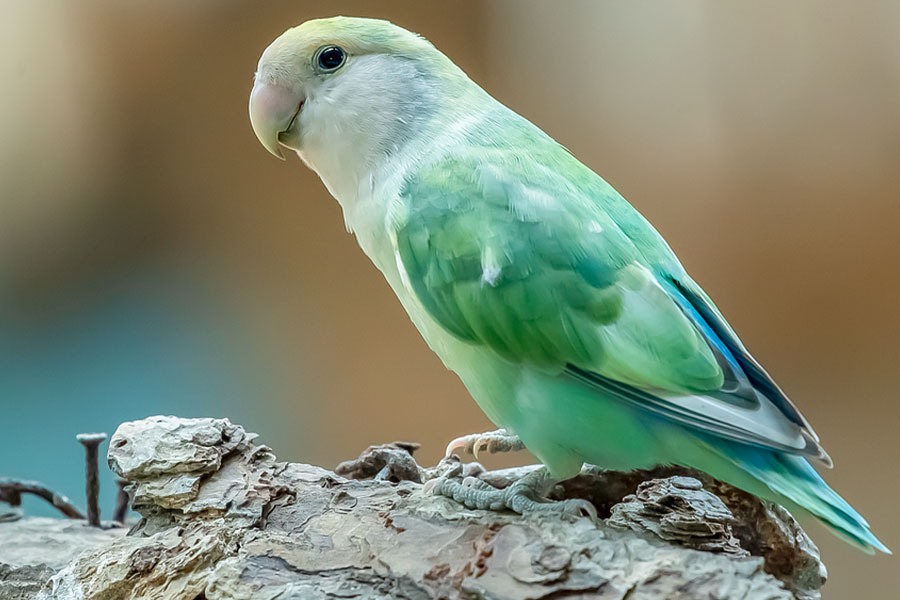 Agapornis canus Madagaskar-Lovebird
