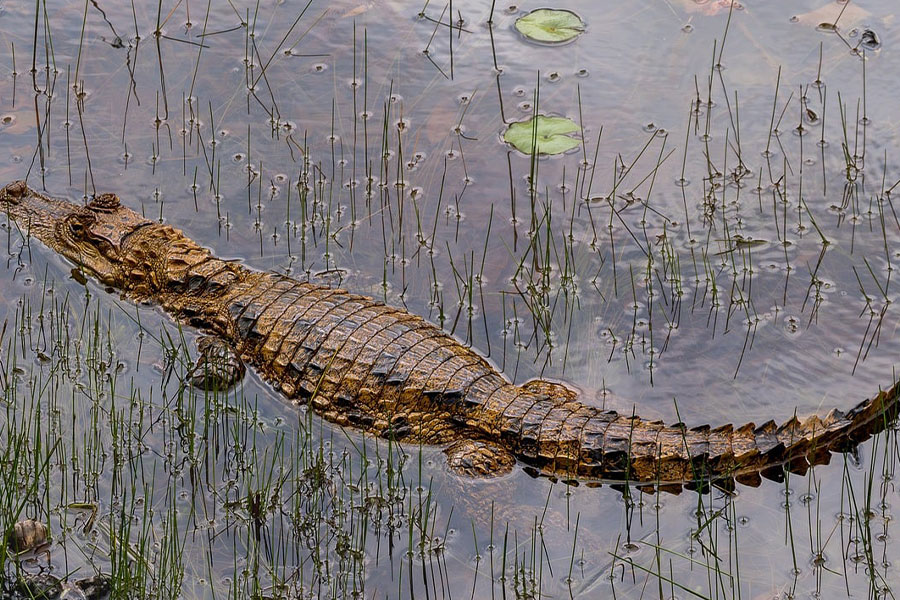 Kaaiman krokodil reptiel