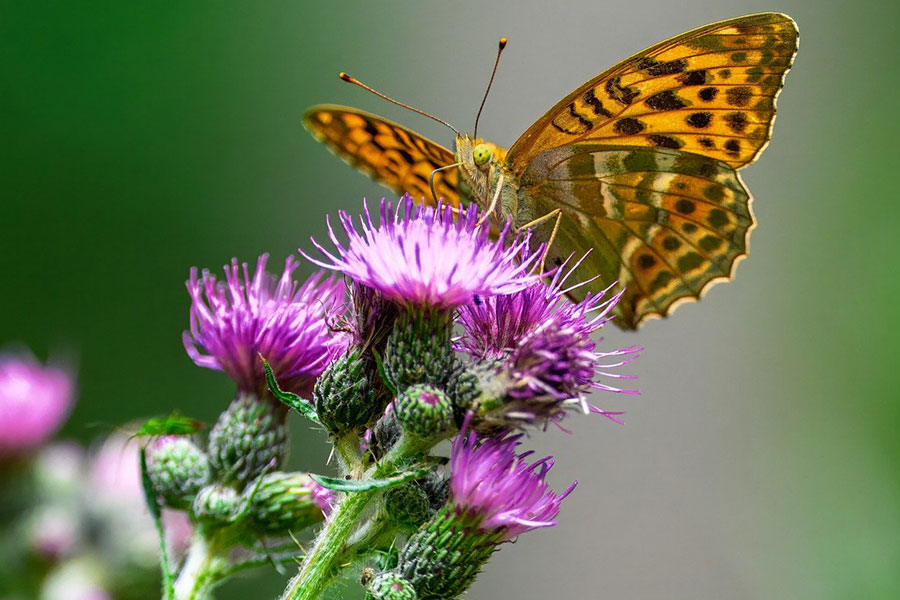 Motyl z masy perłowej edelfalter